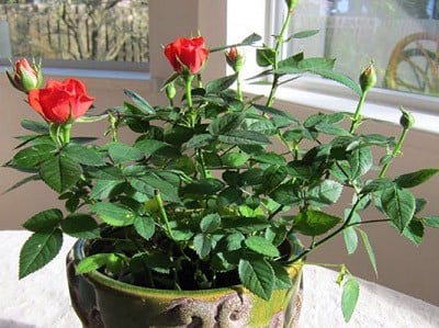 Chăm sóc hoa hồng nở đúng Tết Nguyên Đán | Nông nghiệp phố