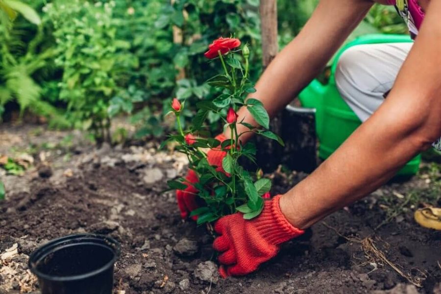 Cải tạo đất trồng hoa hồng với 3 bước - Thế giới giá thể, đất trồng cây