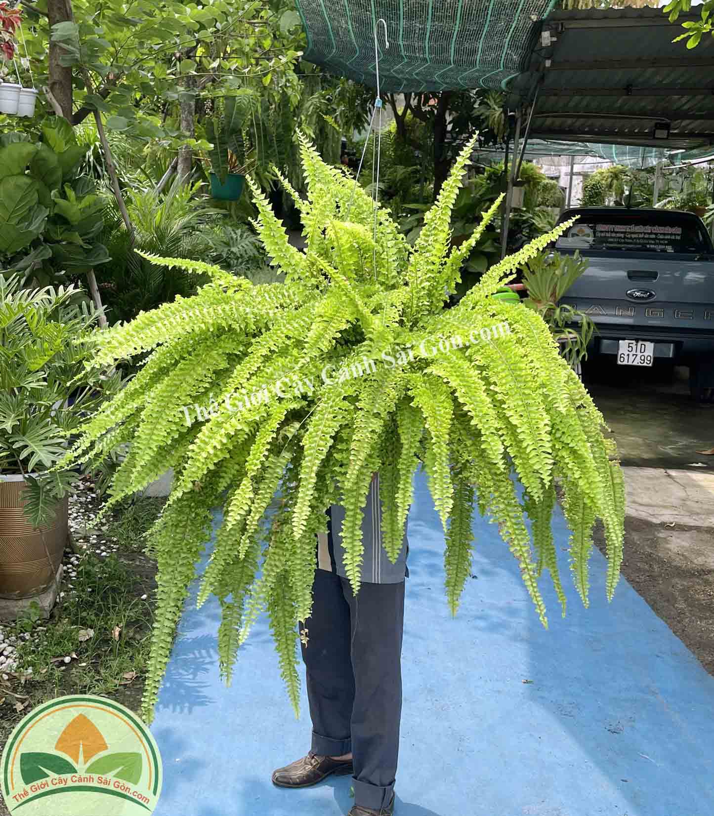 Cây dương xỉ thòng thái lá xoăn - Thế Giới Cây Cảnh Sài Gòn