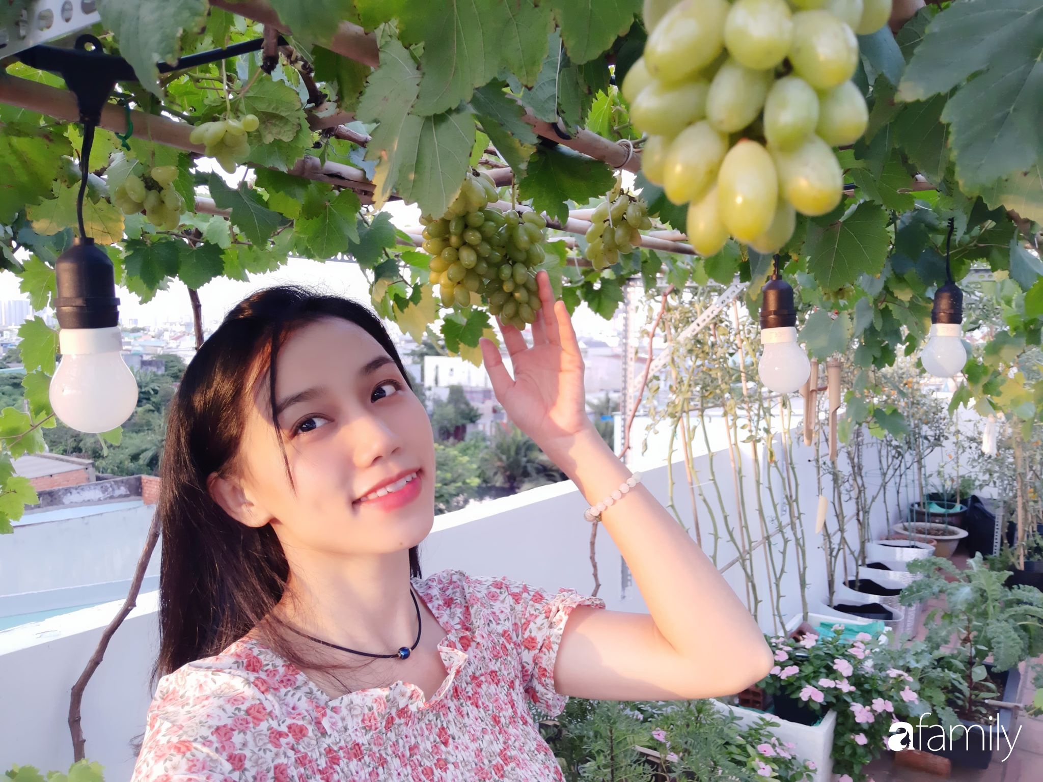 Cô gái trẻ Sài Gòn chia sẻ kinh nghiệm trồng nho trên sân thượng thu hoạch  mỏi tay không hết quả