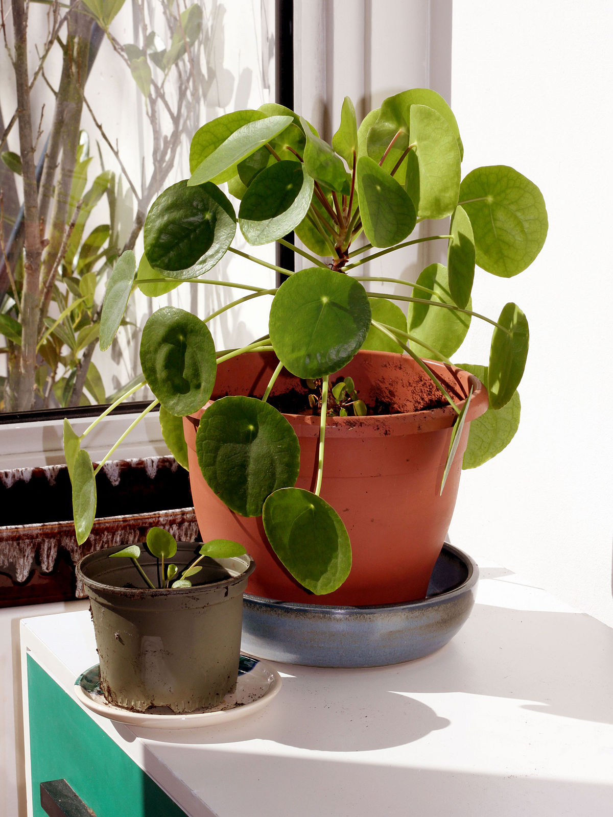 Pilea peperomioides – Wikipedia tiếng Việt