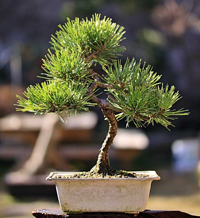 100 Hạt Thông Đen Nhật Bản - Japanese Black Pine » Trunghongmon Bonsai