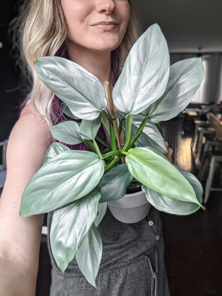 How to care for the stunning silver sword philodendron (hastatum)